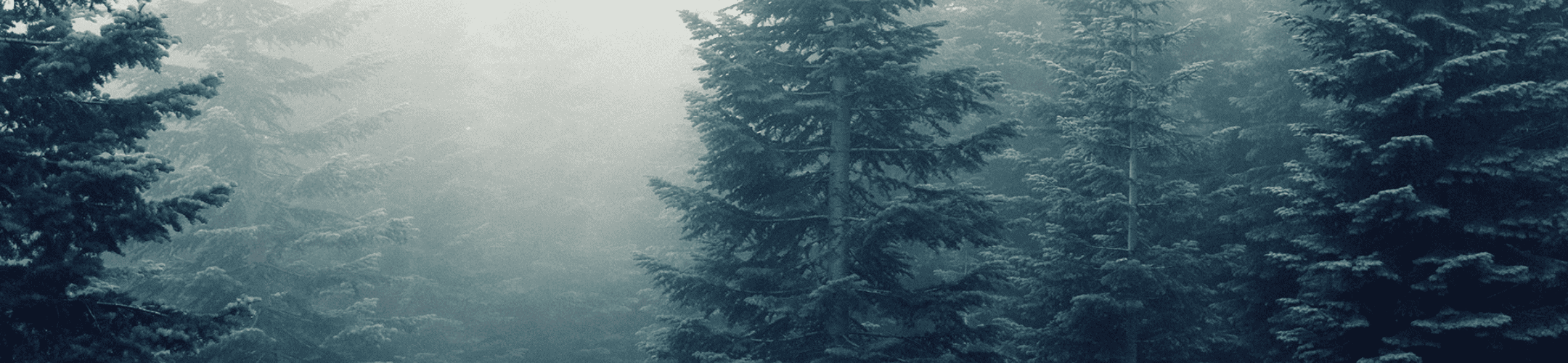 Whispers of mist amidst the towering evergreens; a serene forest cloaked in hushed mystery.