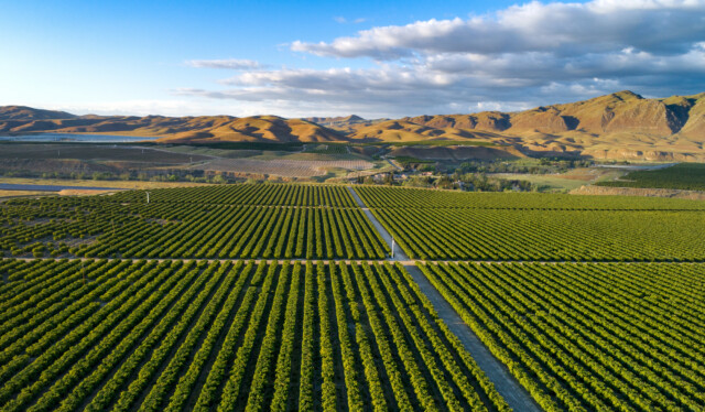 Aerial view of a neatly arranged vineyard with rows of green grapevines, surrounded by rolling hills under a partly cloudy sky and soft sunlight.